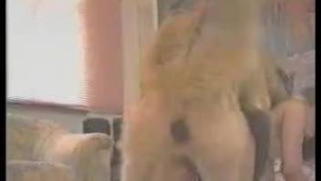 Naked whores are enjoying the same dog in scenes of raw porn