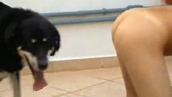 Naked women captured on video while engaging with a rigid canine penis