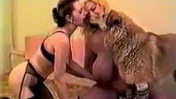 Mature perverts are sharing a dog dick in restless scenes