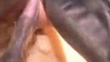Amateur close-up porn clip of bestiality sex