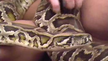 Snake pussy getting fingered in a zoo porn video
