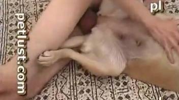White dog is getting anally fucked on carpet