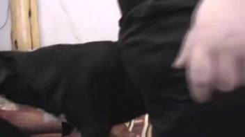 Hot chick satisfies herself using a canine penis