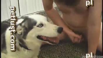 Wild home bestiality scenes for an aroused guy