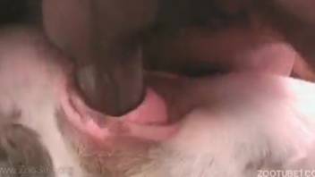 Intimate canine intercourse in homemade bestiality footage
