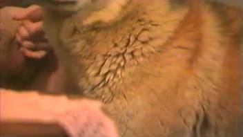 Man thrusts into fluffy canine and then they swap positions