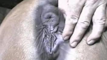 Wet mare pussy getting fucked by a thirsty dude