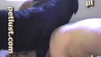 Black dog and man in amateur bestiality sex