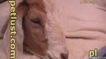 Guy screws a goat and relishes ultimate bestiality