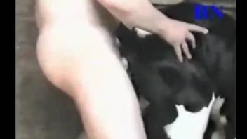 Man fucks cow big time and enjoys splashing sperm in the animal's vag