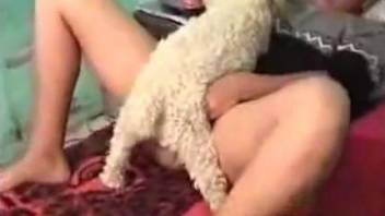 Horny poodle licks this girl's pussy and fucks it