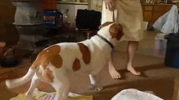Man takes off towel and turns ass to dog to enjoy asslicking