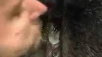 Closeup scenes of late night zoophilia with the cow