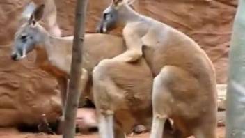 Kinky kangaroos fucking while out in the open