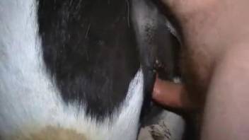 Bold dude sticks his cock deep in cow's hot pussy