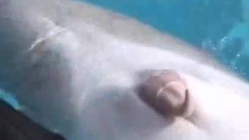 Sexy dolphin showing its dick after getting teased