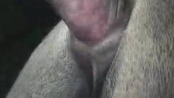 Man feels amazing when deep fucking his horse in the ass