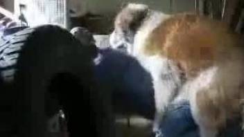 Dog destroying the owner's tight asshole from behind
