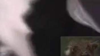 Filthy fetish acts in homemade bestiality adult videos