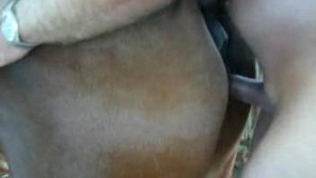 Insanely passionate sex with a dude and his brown mare