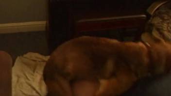 Intense rear-entry pounding with a filthy animal enthusiast