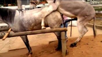 Horse fucking makes the delight of the horny zoo lover