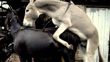 One donkey screws another donkey, getting the dude aroused