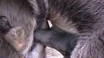 Awesome farm animals are screwing in doggy style pose as they love