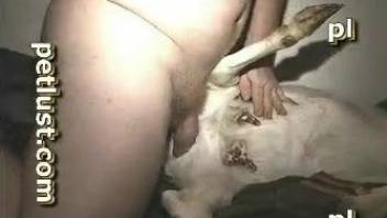Chubby dude penetrating this goat's delicious pussy