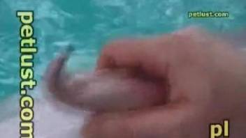 Sexy dolphin cock getting stroked in a POV video