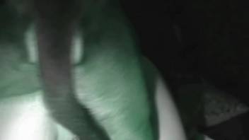 Amateur footage of a veiled lady engaging in intercourse with her purebred canine