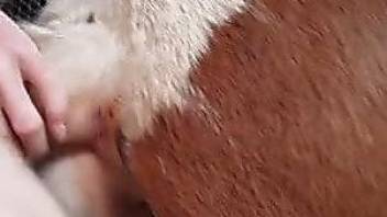 Vigorous mare pussy fucking video with a hung guy