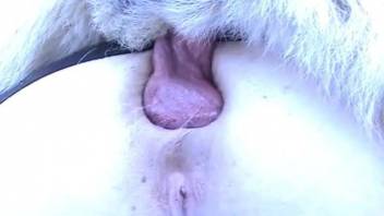 Blonde BBW with pierced nipples having sex with a dog