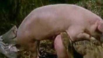 Country girls watching each other fuck a pig