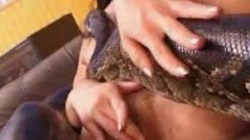 Snake porn on the couch for a kinky zoophilia slut