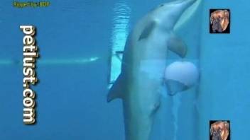 Horny dolphin underwater zoo fetish caught on cam