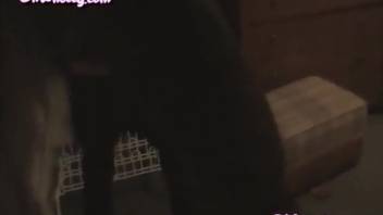 Slender lady experiences full canine penis deep in her pussy