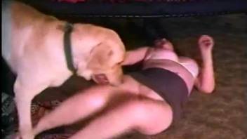 Lovely Golden Retriever makes love with his curvy mistress