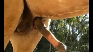 Blond-haired beauty worships a horse's hard dick