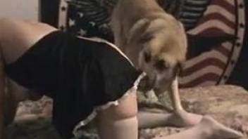 Pets lick and fuck blonde-haired owner in stockings