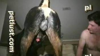Man stays on knees and invites Rottweiler to stretch his anus
