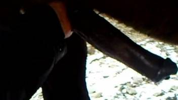 Big-dicked horse shows off its boner on camera