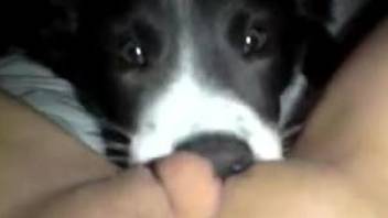 Cute-looking pupper eating her succulent pussy in POV