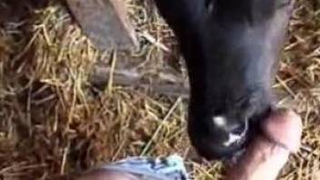 Dude with a thick dick gets a blowjob from a cow