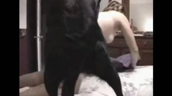 Black dog fucking a submissive MILF on all fours
