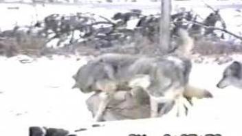 Pack of wolves fucking outdoors in a voyeur vid