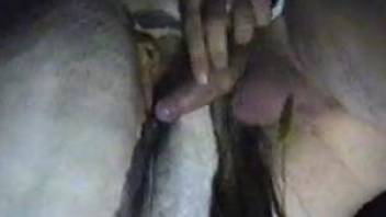 Dude fucking a mare's pussy after fingering it hard
