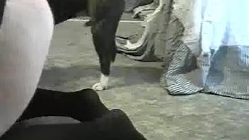Horny dog anal fucks female in insane zoo scenes