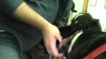 Amateur zoophile makes own domestic pet give him blowjob