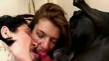 Naked lesbian whores using the dog cock for sexual pleasures